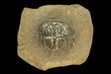 Rare, Fossil Horseshoe Crab (Euproops) Pos/Neg - Mazon Creek #120874-3